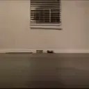 :cat_laser: