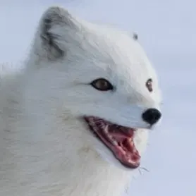 im xylia (@BlahajBlast)